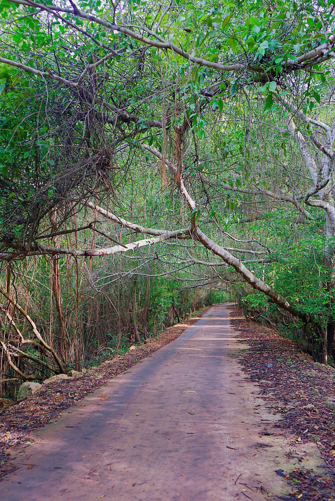 Wet jungle road winding through misty forest in Cat Ba National Park after summer rain