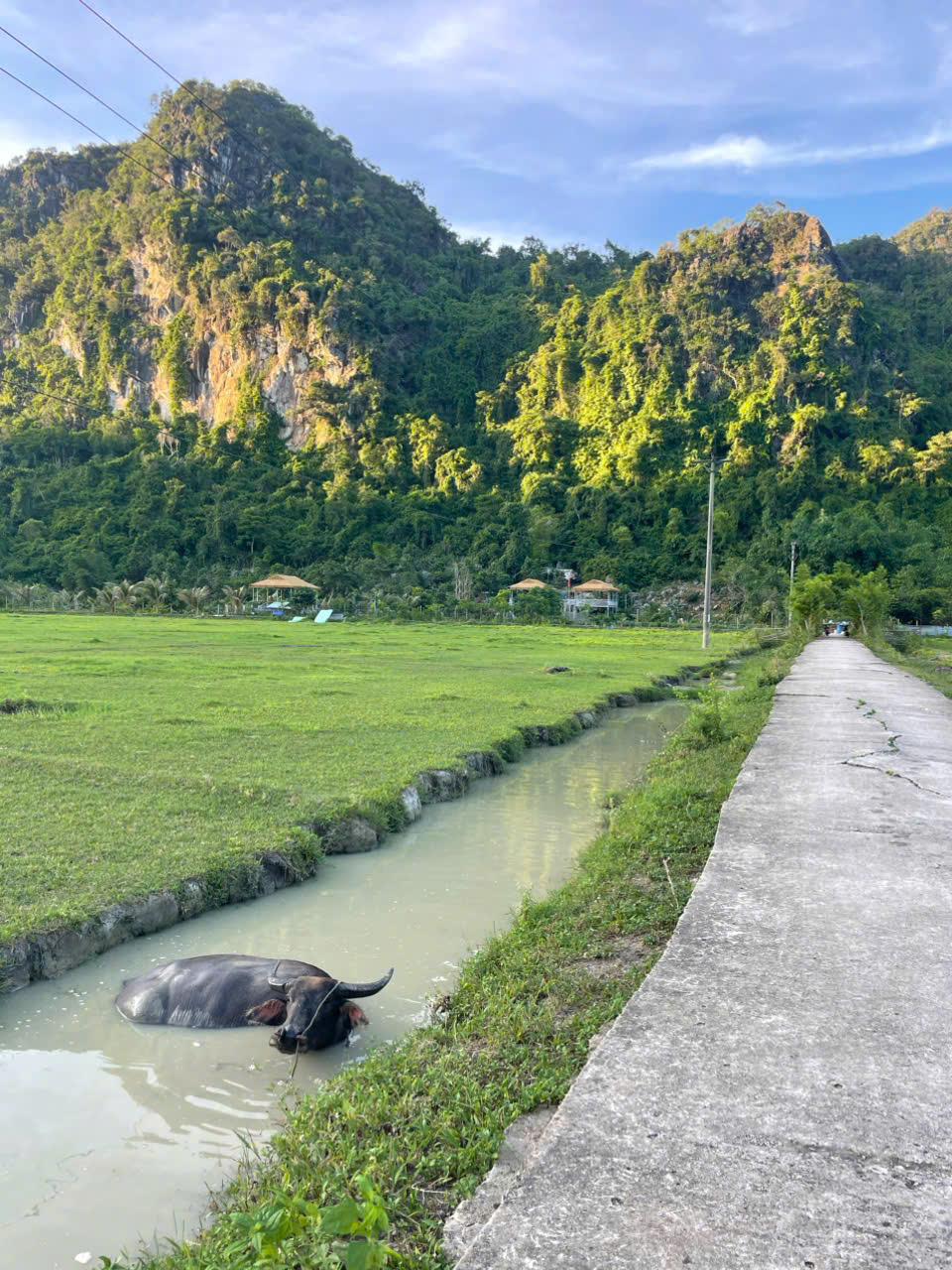 Water buffalo resting in irrigation canal beside lush rice paddies with dramatic limestone karst mountains at Viet Hai Village, Cat Ba Island