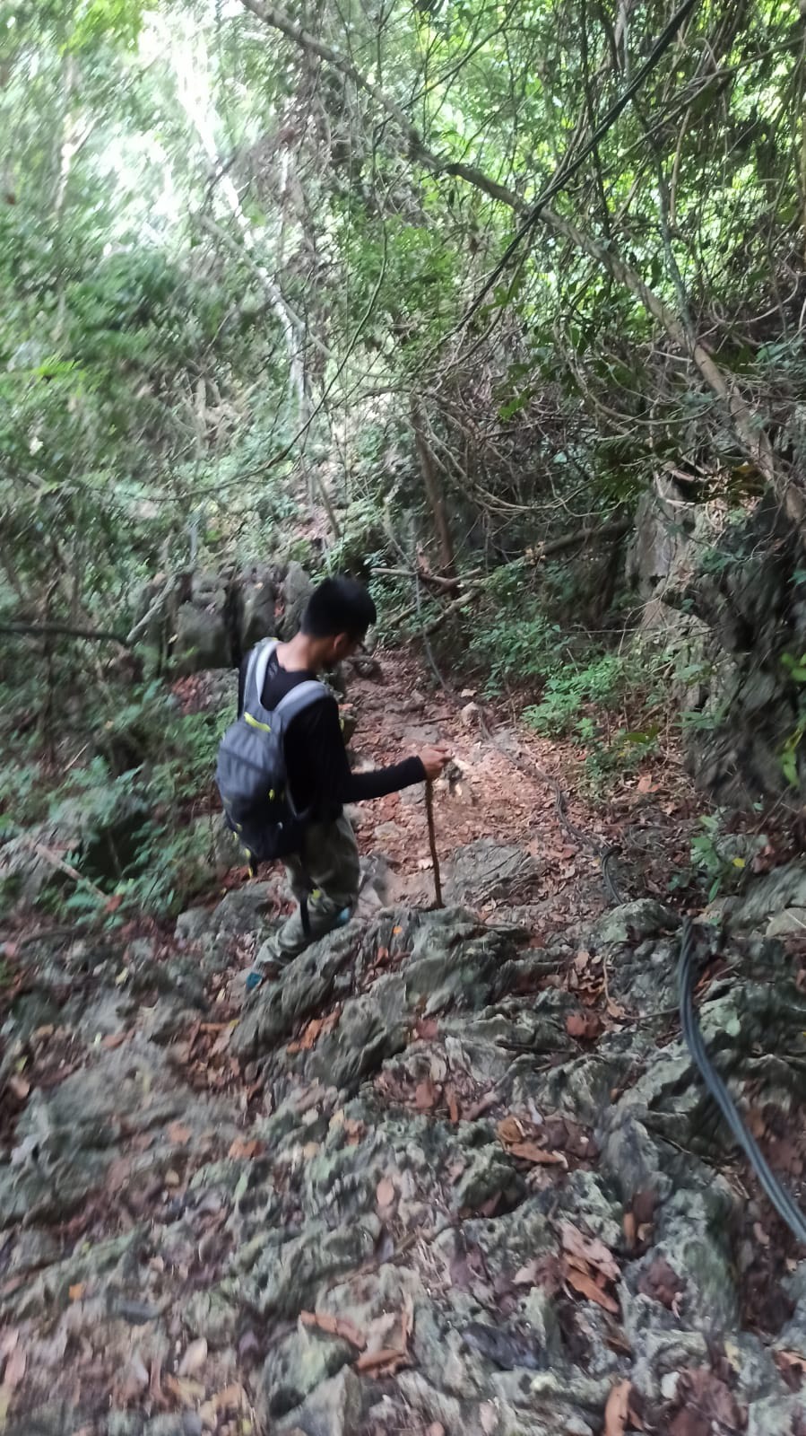 Jungle trail Cat Ba National Park Navy Peak hike