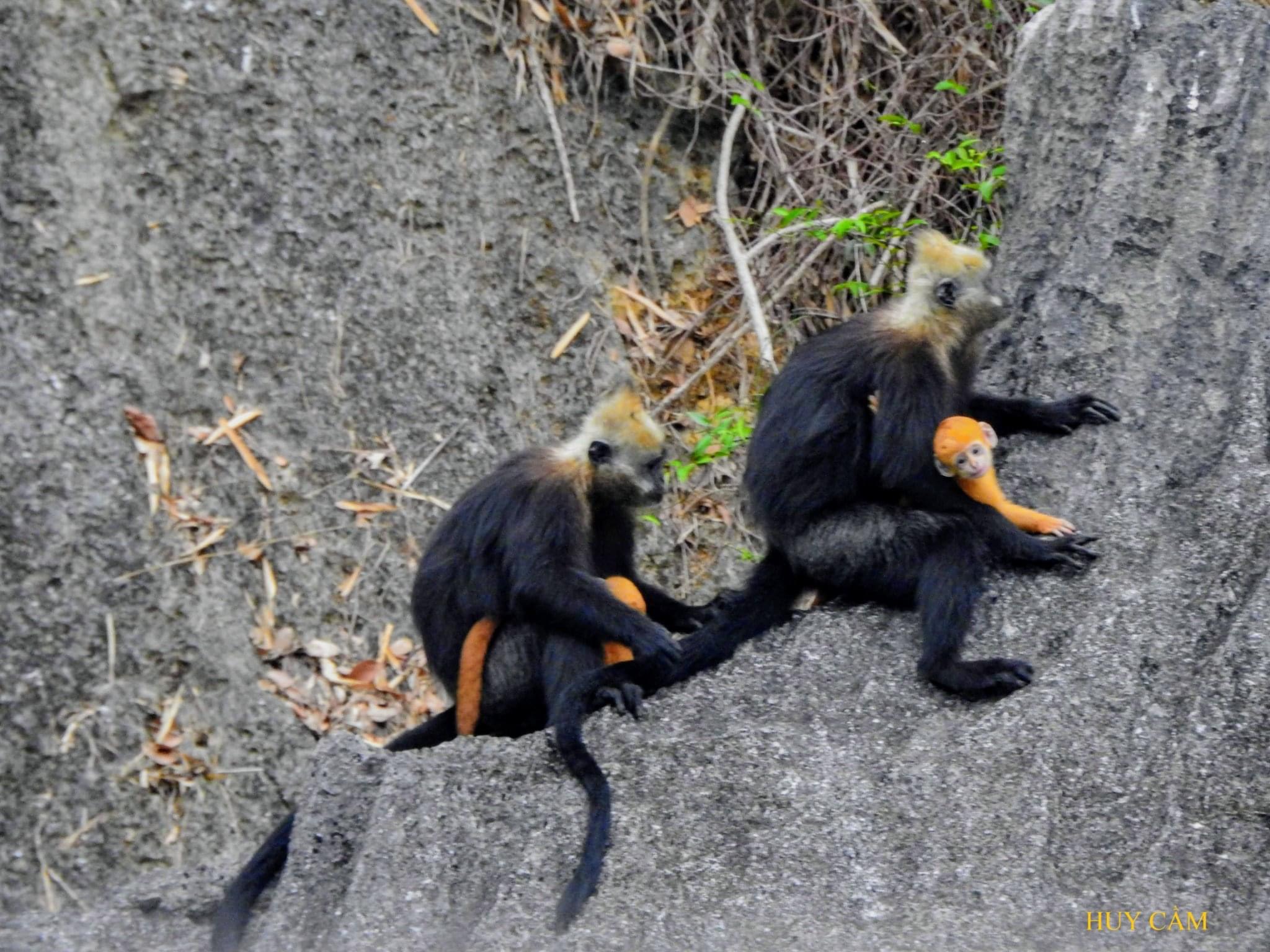Rare langurs spotted in the Cat Ba archipelago