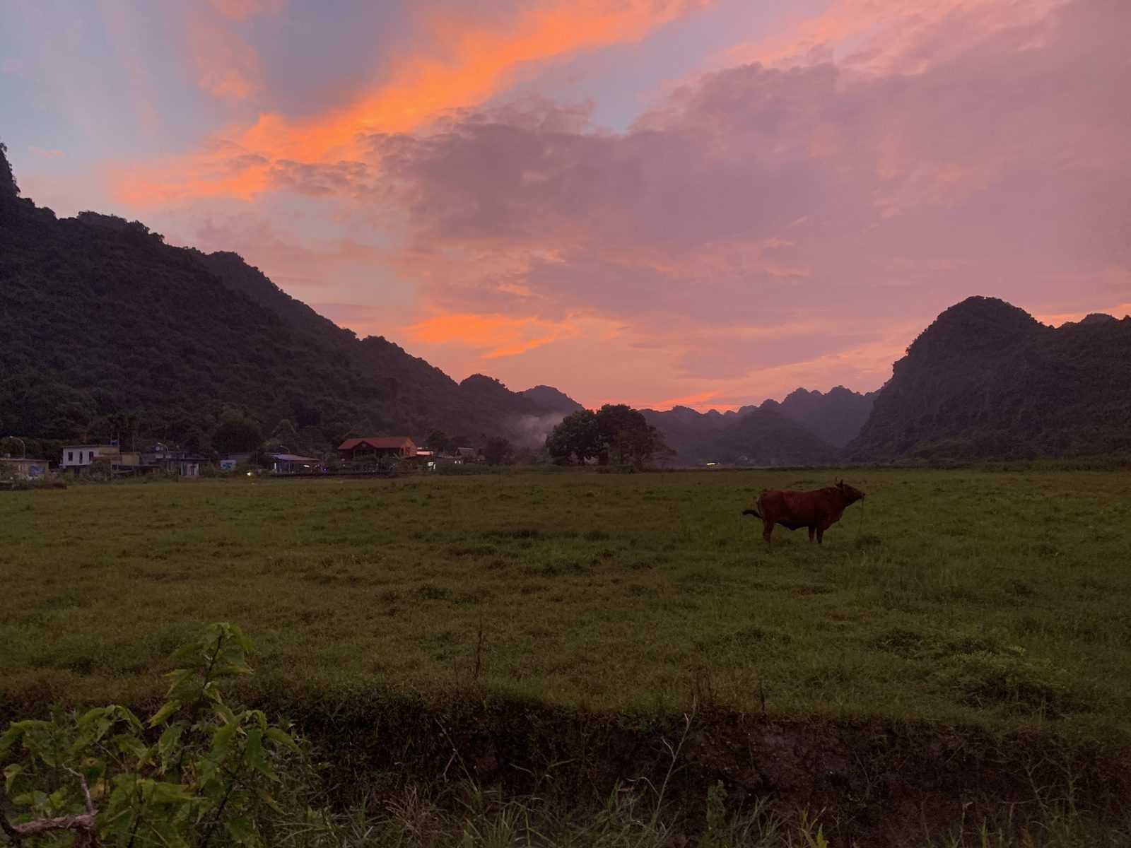 Buffalo grazing under a purple sunset in the Viet Hai valley