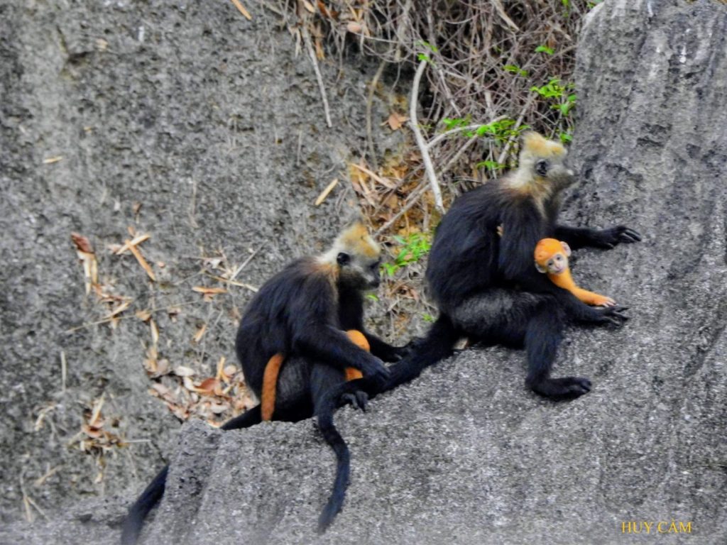 Two golden-headed Cat Ba langurs sitting on a limestone cliff face, Cat Ba Island