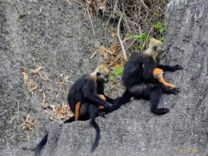 Two golden-headed Cat Ba langurs sitting on a limestone cliff face, Cat Ba Island