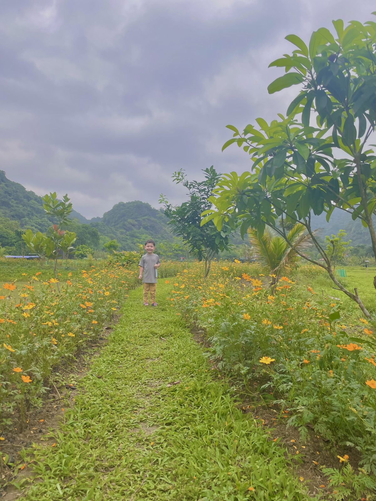 Marigold field with a footpath running through it in Viet Hai Village, Cat Ba Island