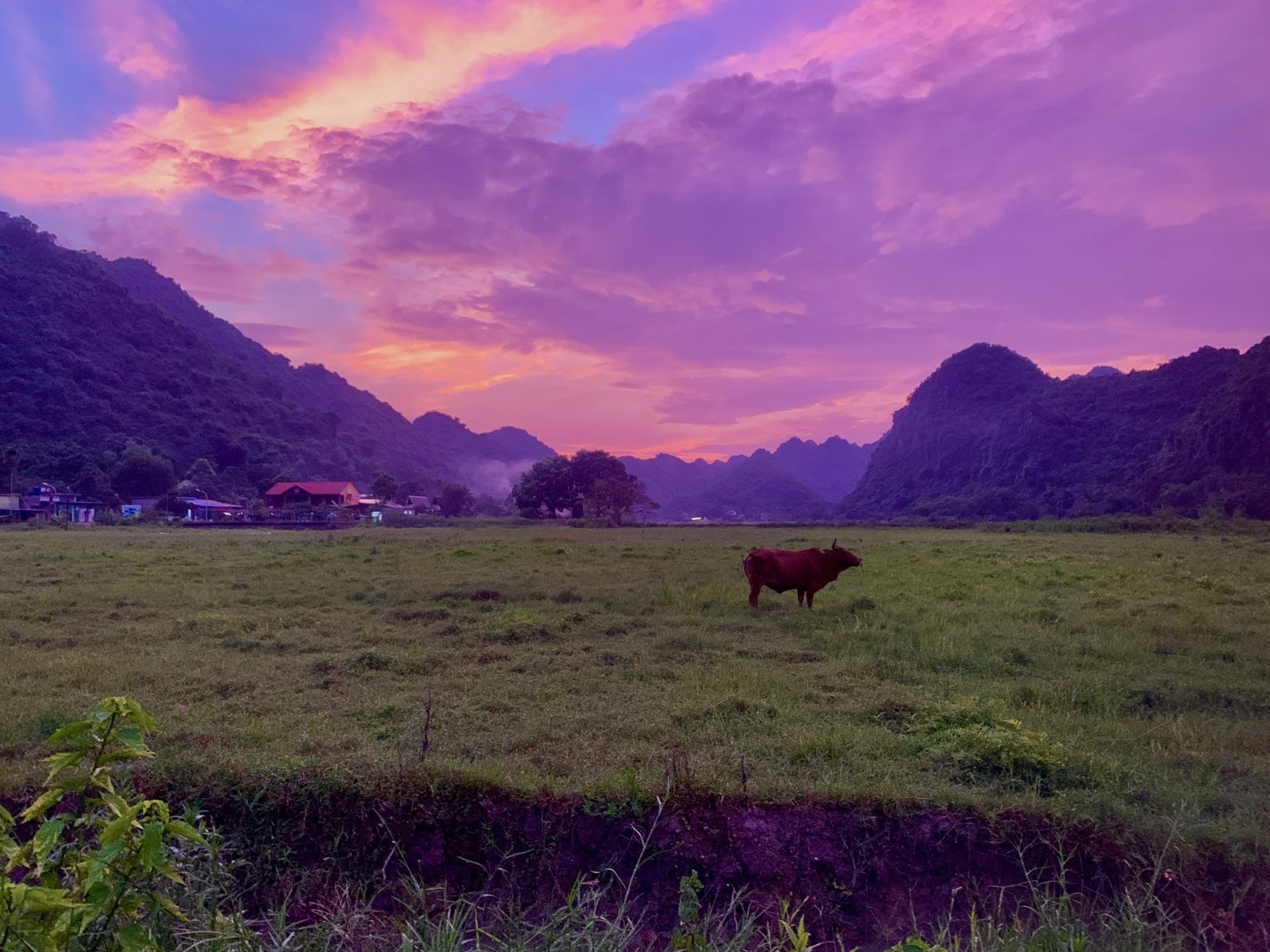 Water buffalo grazing in a field at sunset in Viet Hai Village